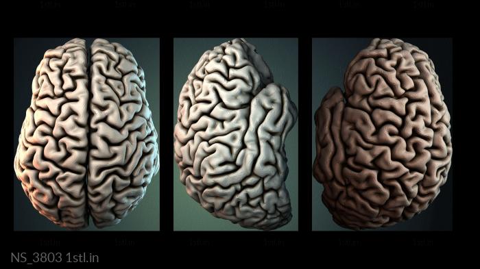 अलग (NS_3803) सीएनसी मशीन के लिए 3D मॉडल